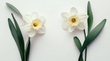 Poster - Daffodil flowers with green leaves arranged symmetrically on a clean white background for a fresh and elegant look