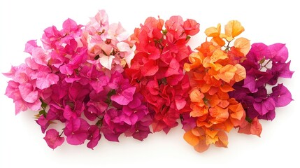 Wall Mural - Colorful display of bougainvillea flowers in various shades of pink, red, and orange arranged artistically on a white background.