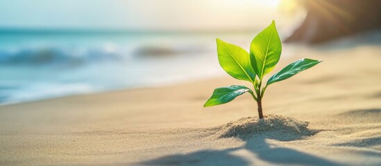 Poster - Sandy Beach with Green Plant Near Water Under Sunset Light for Hotel Business Travel Concept with Space for Text