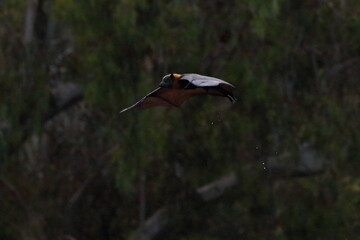 Wall Mural - flying fox