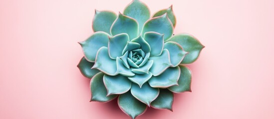 Wall Mural - Succulent plant with fleshy blue-green leaves on a soft pink background with ample copy space for text.