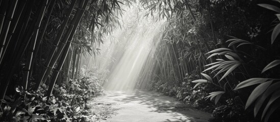 Sticker - Bamboo forest pathway with sunlight rays creating a serene atmosphere black and white photographic scene Copy Space