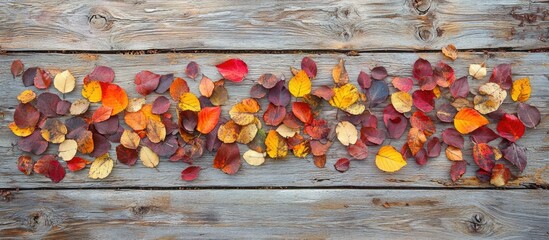 Poster - Assorted Colorful Autumn Leaves on Rustic Wooden Background with Copy Space