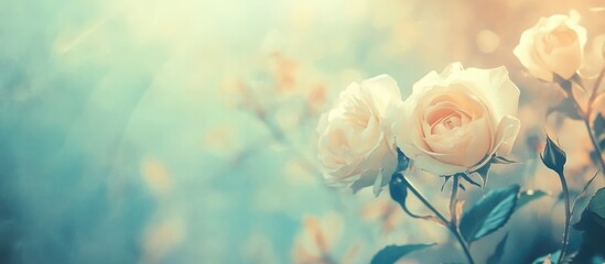 Poster - Soft focus pastel roses with light bokeh background and copy space for text