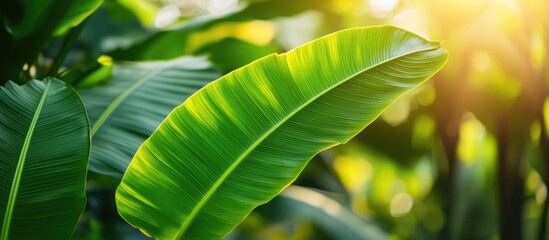 Sticker - Close-up of vibrant green banana leaf with sunlight filtering through foliage Copy Space