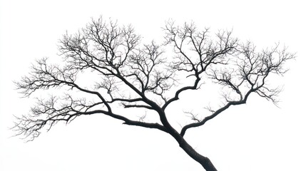 Bare tree branches against white background, winter landscape, nature photography, design element
