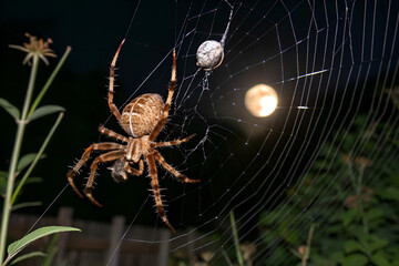 a spider weaves an intricate web in a dark corner, creating a perfect halloween ambiance. spider on 