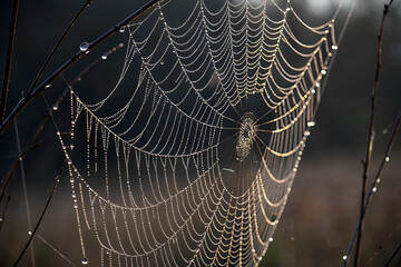 Wall Mural - A spider weaves an intricate web in a dark corner, creating a perfect Halloween ambiance. spider on the weaves. A macro shot of a spider web covered in morning dew.