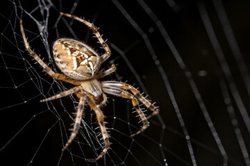 a spider weaves an intricate web in a dark corner, creating a perfect halloween ambiance. spider on 