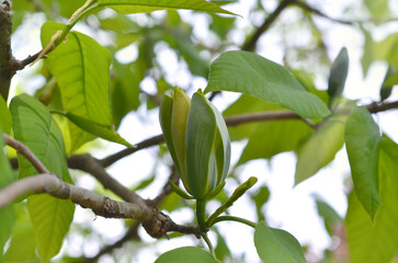closeup cucumber tree branch with leaves and bud (yellow magnolia acuminata) at the beginning of blo