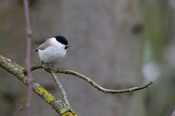 Wall Mural - Cute bird The willow tit, song bird sitting on a branch without leaves in the winter.