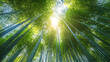 © Devender Stock Image - Sunlight filtering through a lush bamboo grove creates a serene and peaceful atmosphere in nature