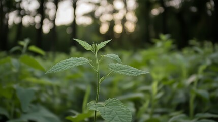 Wall Mural - Single green plant in a field at sunset.