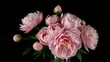 © Eyhenia - A luxurious bouquet of soft pink peonies arranged in a glass vase, dramatically lit against a black background, enhancing their romantic and elegant appeal