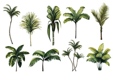 Collection of tropical palm tree illustrations on white background for decor and design