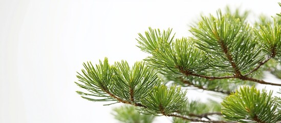 lush pine branch outdoors, bright background, nature card