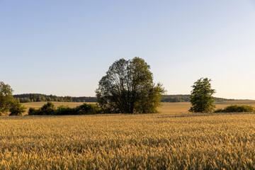 Wall Mural - trees and forest growing in a wheat field in the summer