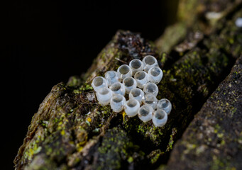 Empty insect eggs from which larvae hatched, macro photo, Ukraine