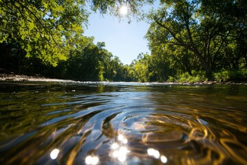 Wall Mural - Sunlight Dapples River Water Beneath Lush Green Trees