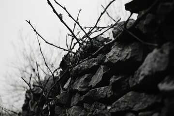 Wall Mural - Thorny Branches Entwined With A Stone Wall