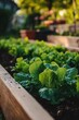 © Alexandr - Raised Garden Bed with Lettuce
