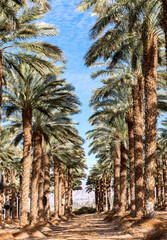 Wall Mural - Plantations of adult date palms. Iconic ancient plant and healthy food crop. Currently it is sustainable agriculture industry in desert and arid areas of the Middle East. No AI tools were used