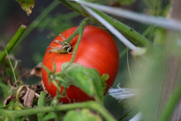 Wall Mural - Ripe red tomato on the bush. Close-up.