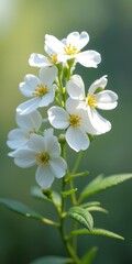 Wall Mural - A delicate white flower with yellow stamens, set against a blurred green background