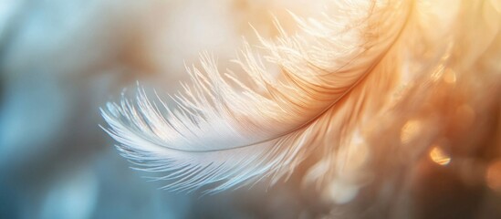 Wall Mural - soft feather detail with blurred gradient background in warm colors and copy space for text.