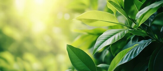 Wall Mural - green foliage with sunlight shining through leaves creating a natural background copy space