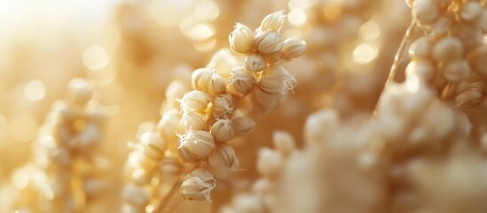 Wall Mural - close-up of golden grain stalks with soft focus background and natural light copy space