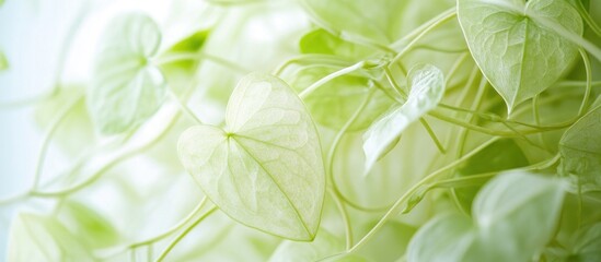 Wall Mural - delicate green leaves of a climbing plant with soft focus and natural light copy space