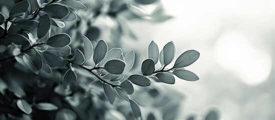 Wall Mural - green leaves in soft focus with a blurred background and copy space for text placement