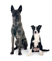 Wall Mural - Dutch Shepherd and puppy border collie