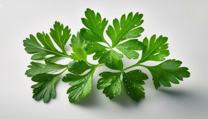 Wall Mural - raw parsley leaf parsley remoted on white background sparkling parsley closeup