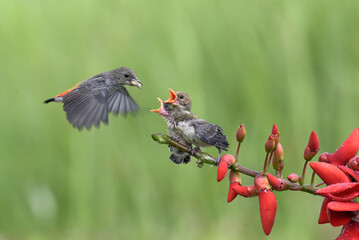 Wall Mural - Flower pecker feed its chicks