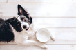 © zontica - Hungry Border collie dog with empty bowl waiting for feeding, looking at camera, top view