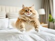 © Sergey - A fluffy orange cat with a funny expression is captured mid-jump on a bed in a cozy room.