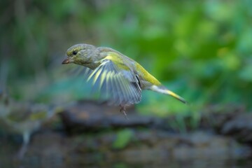 Wall Mural - The European Greenfinch (Chloris chloris), flying from the bird's waterhole. Czechia. Europe.