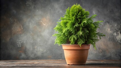 A potted evergreen tree with lush foliage sits on a rustic wooden surface against a textured gray backdrop.
