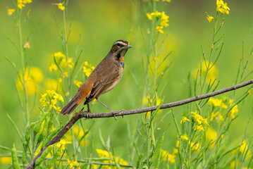 siberian blue throat