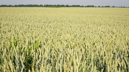 Wall Mural - Young Wheat ears illuminated by sunlight. Gorgeous shape of the Wheat spikes. concept of a good harvest in an agricultural field. green spikelets. rye, close-up. natural background. selective focus