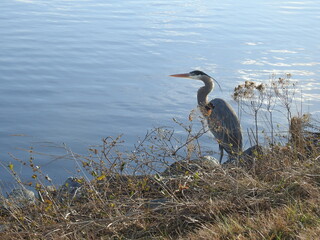 Wall Mural - A great blue heron enjoying the warmth of the sun, on a cool winter day. Blackwater National Wildlife Refuge, Dorchester County, Maryland. 