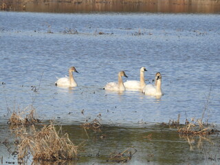 Wall Mural - Tundra swans enjoying a cool winter day, within the wetland waters of the Blackwater National Wildlife Refuge, Dorchester County, Maryland.