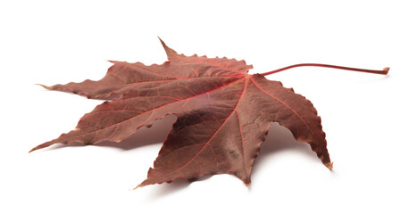 Aufkleber - Autumn maple leaf isolated on white background with shadows, clipping path  for isolation without shadows on white. Concept of autumn and the changing of the seasons