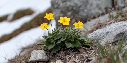 Wall Mural - A small yellow flower is growing on a rock. The flower is surrounded by snow and rocks. Concept of resilience and beauty in the face of harsh conditions