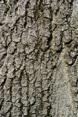 boxelder maple bark detail