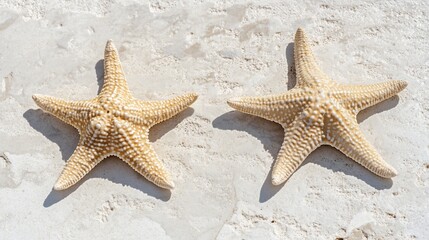 two starfish on bright beach stone. summer vacation postcard