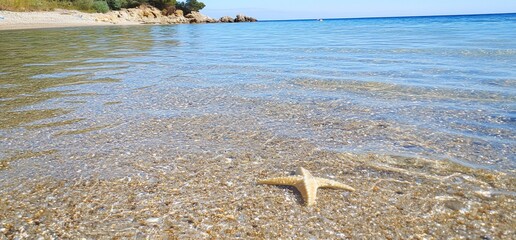 Starfish on sandy beach, clear water, rocky shore