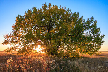 Wall Mural - a large tree with leaves is in a field with a bright blue sky